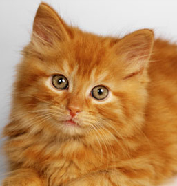 gattino